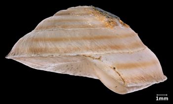 Media type: image;   Malacology 12178 Aspect: lateral
